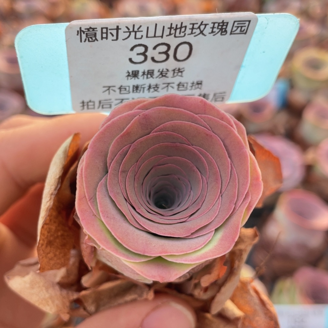 山地玫瑰330裸根发货不售后