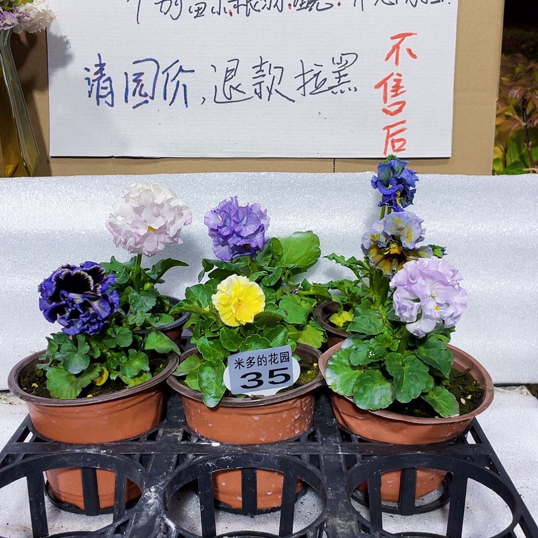 大部分花苞少量开放35