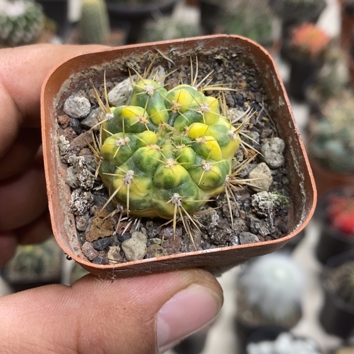 耕耘锦特价福利特价