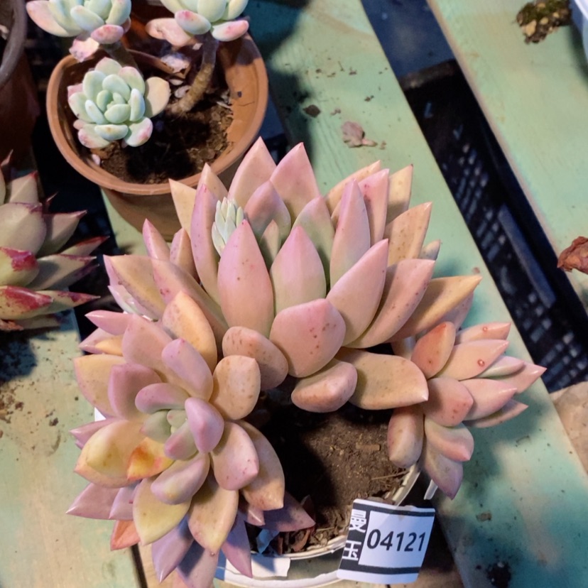 【闪购商品】桃花源04121