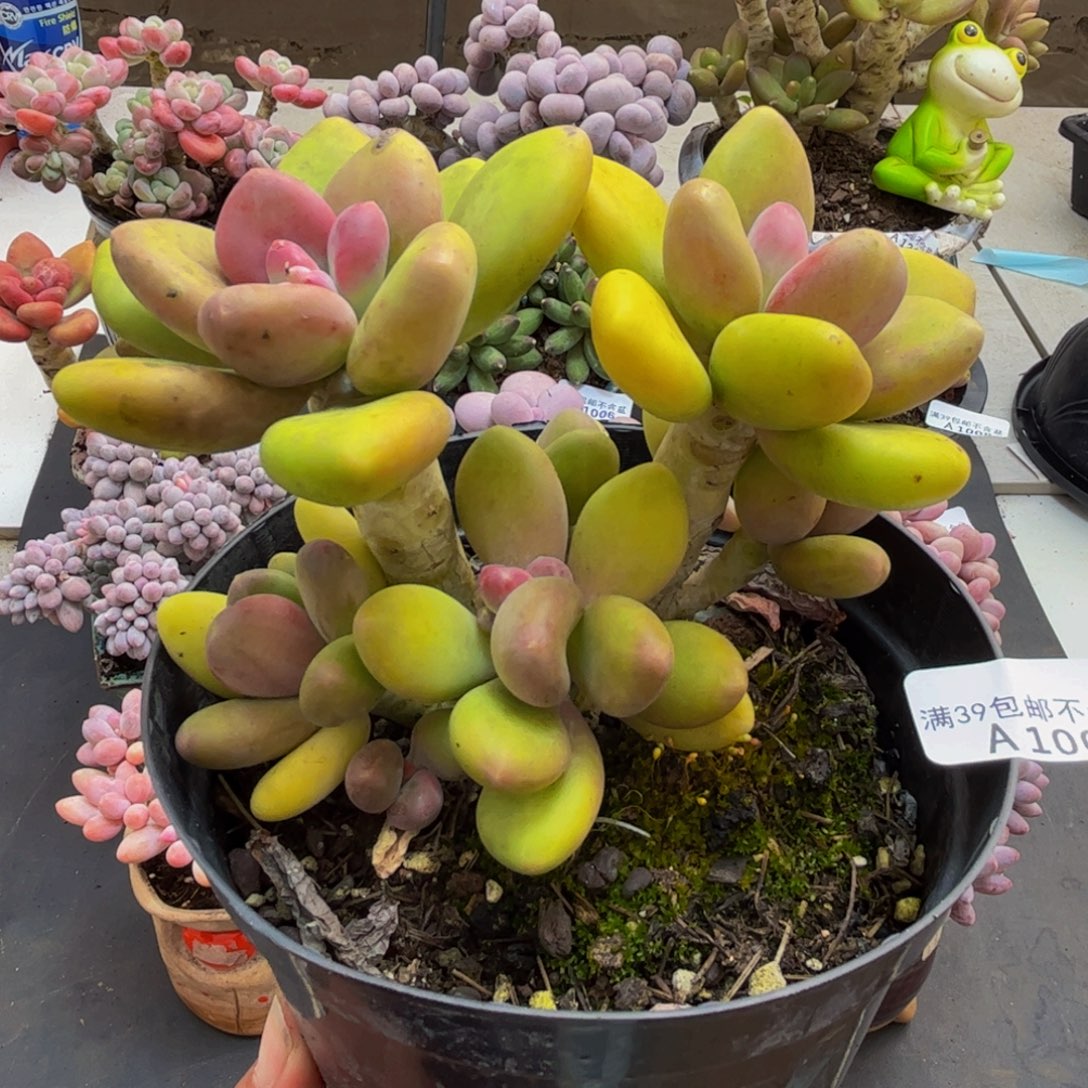 001/12cm芒果奶多肉植物