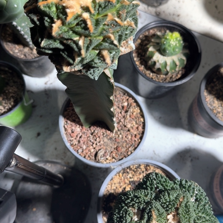 新年福利新年福利仙人球