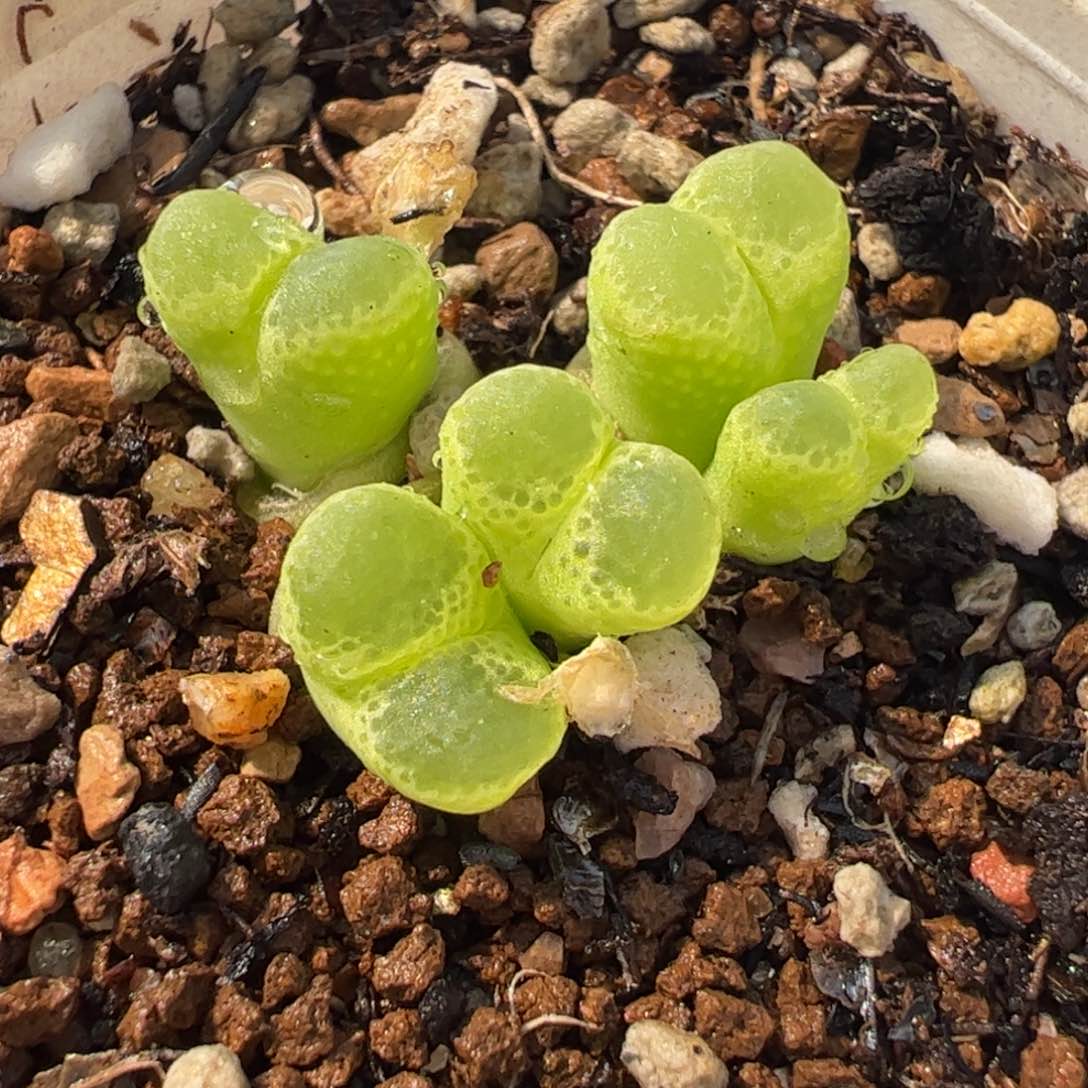 116多肉植物百科
