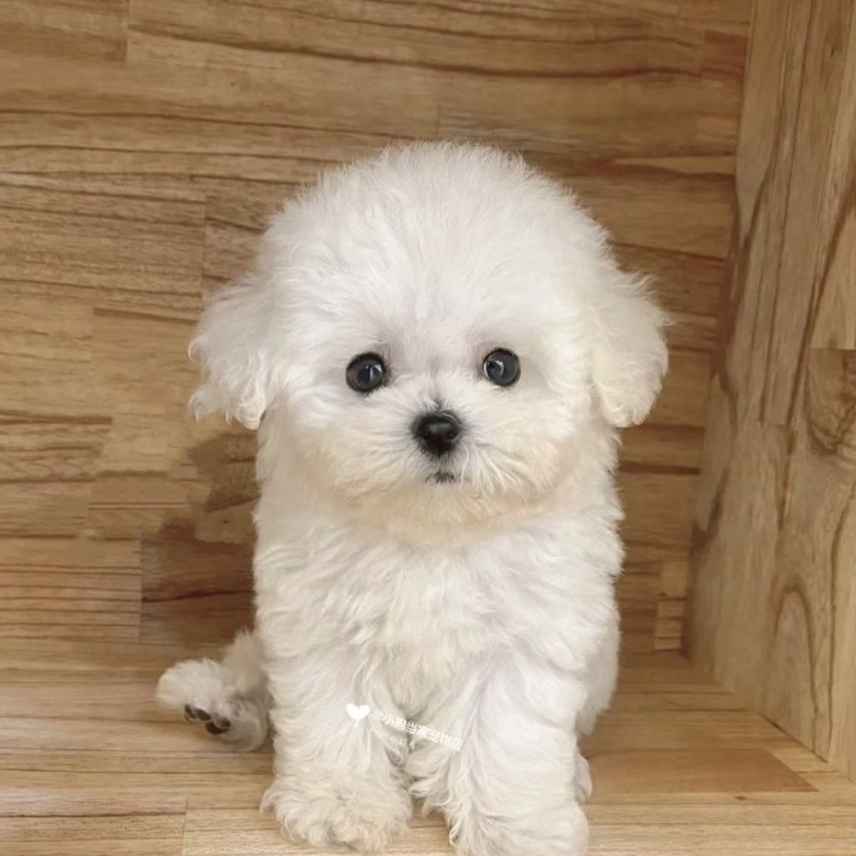 直播间挑选杜宾卡斯罗萨摩耶等多品种犬类活体幼犬