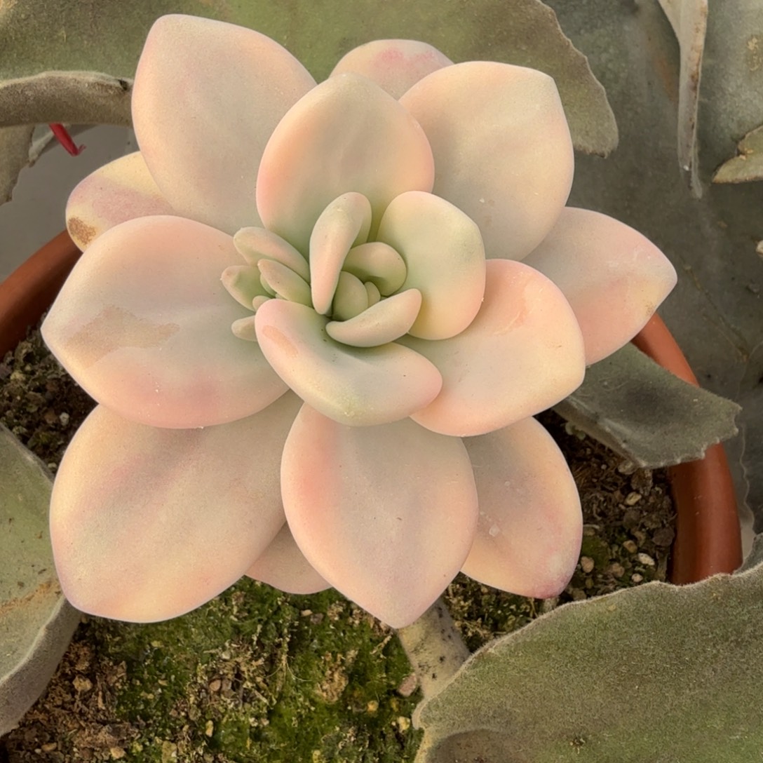 大粉兔 安吉园艺锦