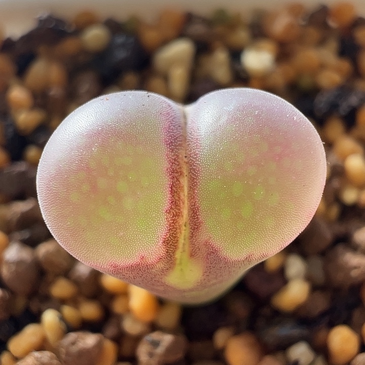 无花朵实生风铃玉41