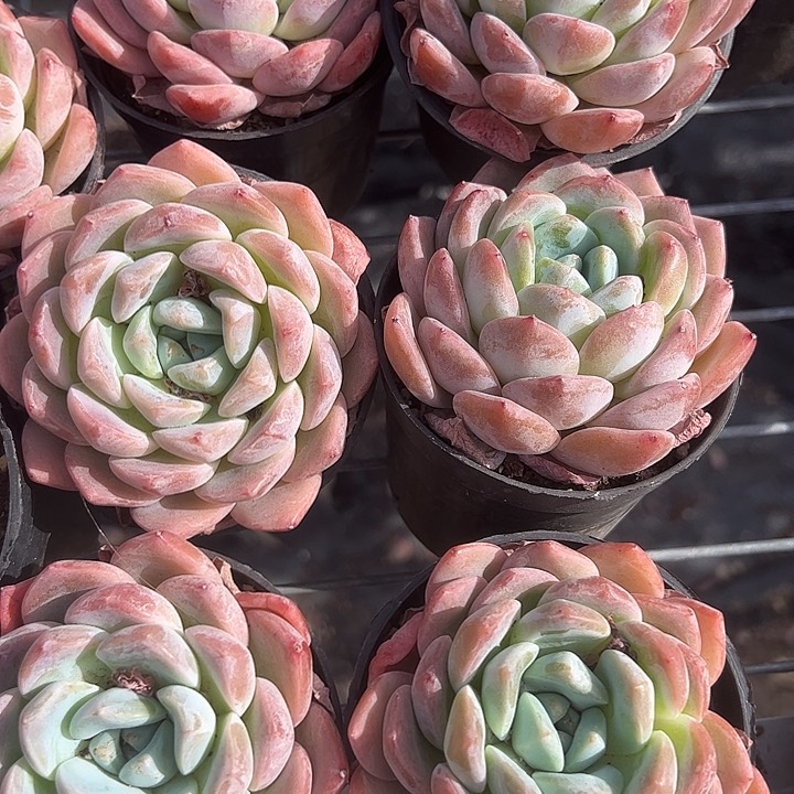 冰糖橙多肉植物单头