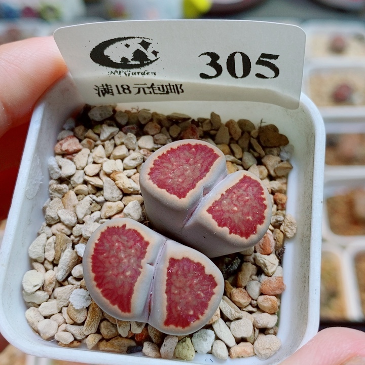 生石花花花花开了305