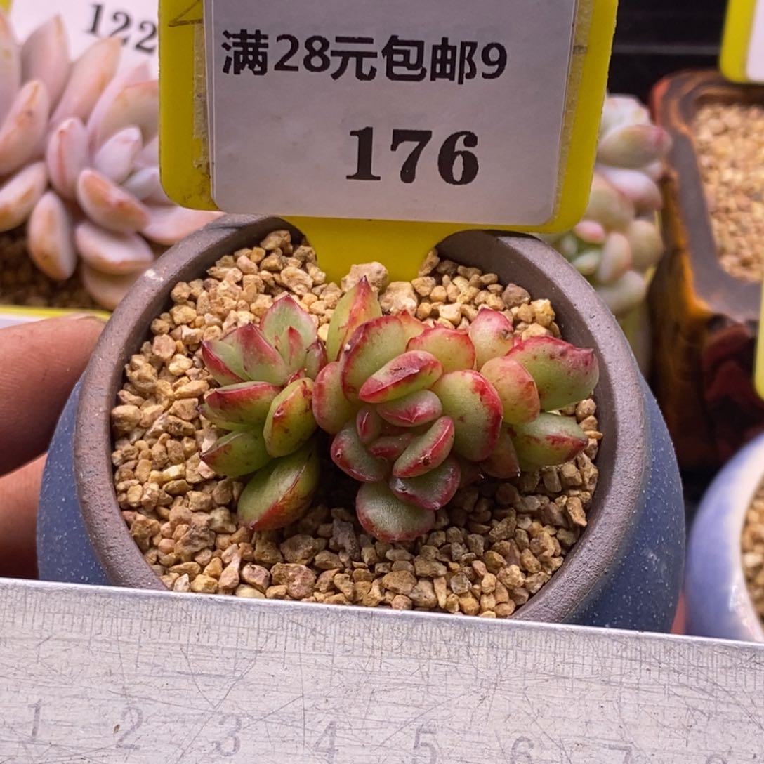 9176万宝龙石化三头多肉植物
