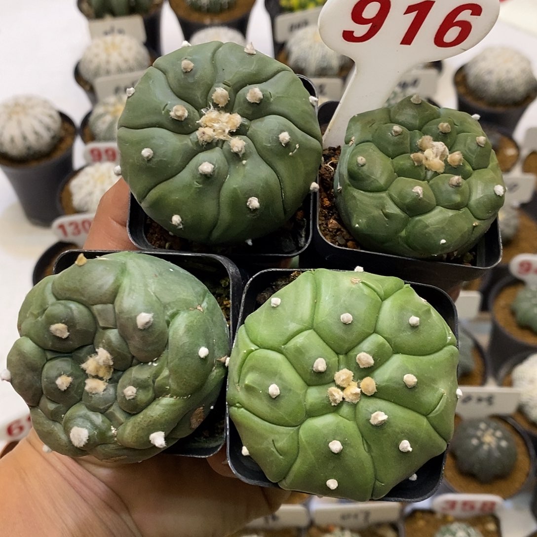 916四个微瑕疵龟甲特价来了