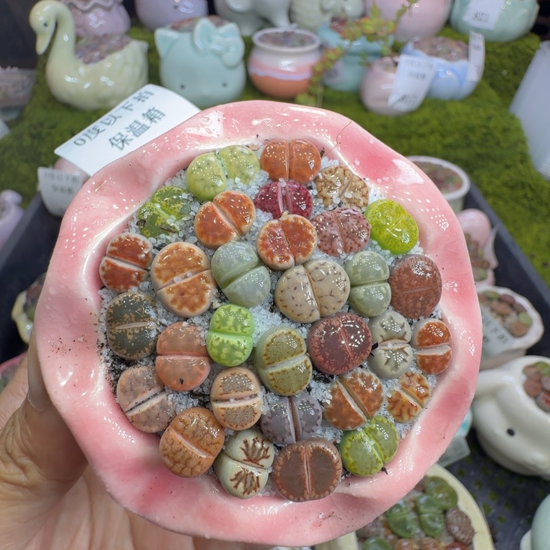 多肉植物福利冲849