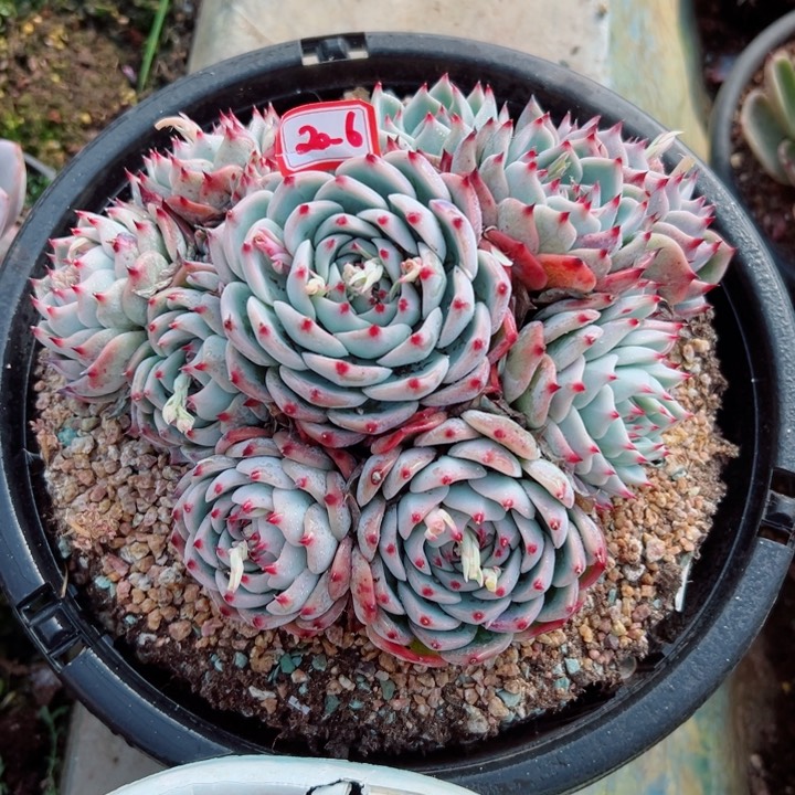 二*精品多肉植物老桩