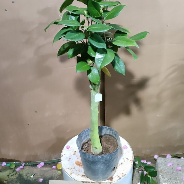 399青贝，原盆原土发货，不包邮