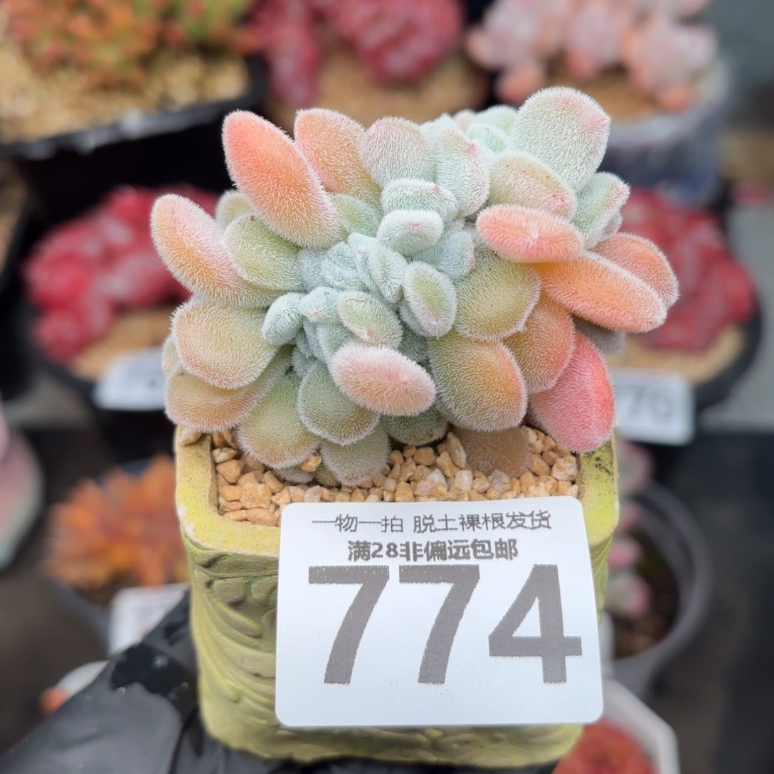 雪晃星缀化无盆土发货