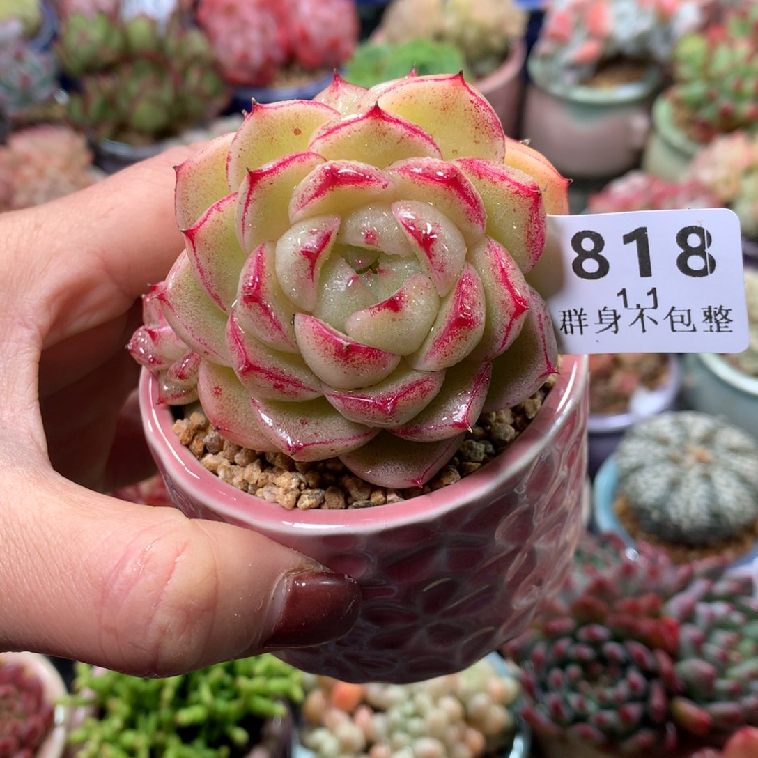 精控拇指盆1.1818