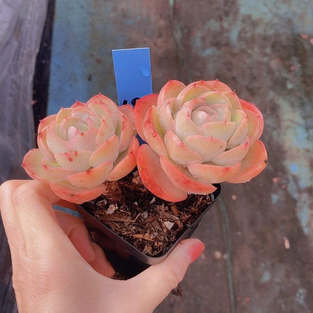 485多肉植物老桩