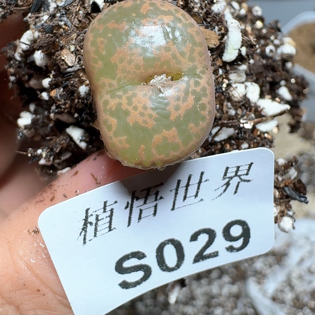 029盒多肉植物哇f g