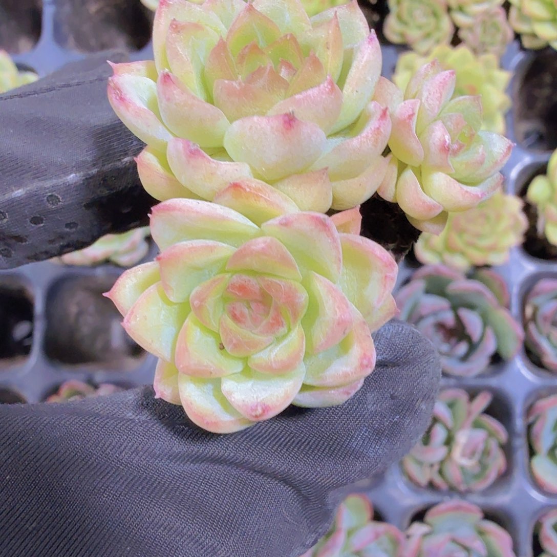 完全开放精品红女王一米一颗