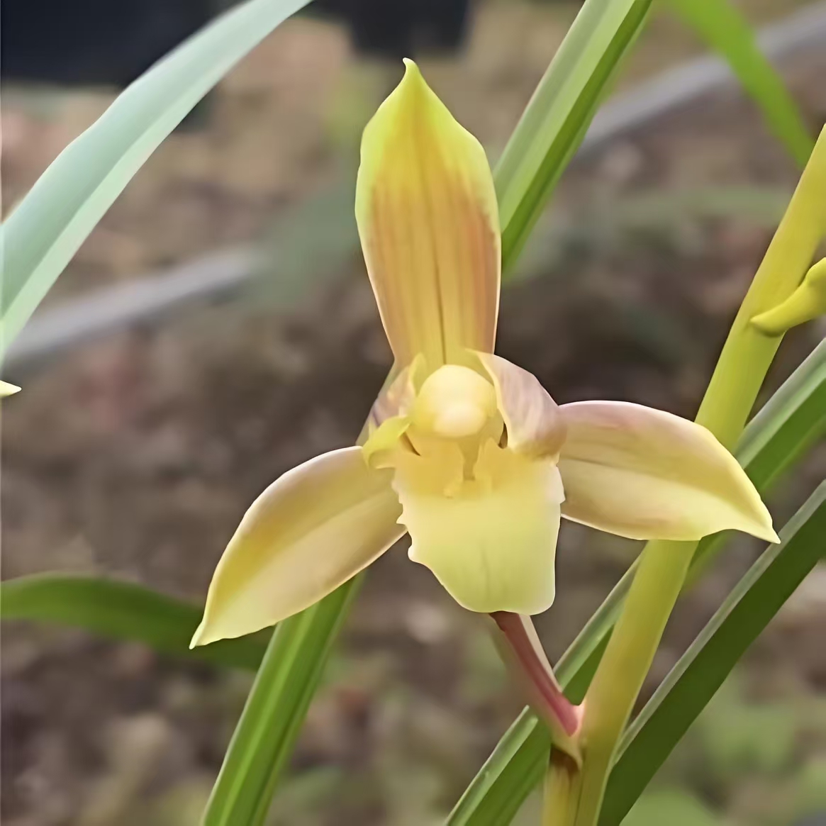 一物一拍浓香型春兰春剑绿植盆栽易养活苗室内阳台花卉