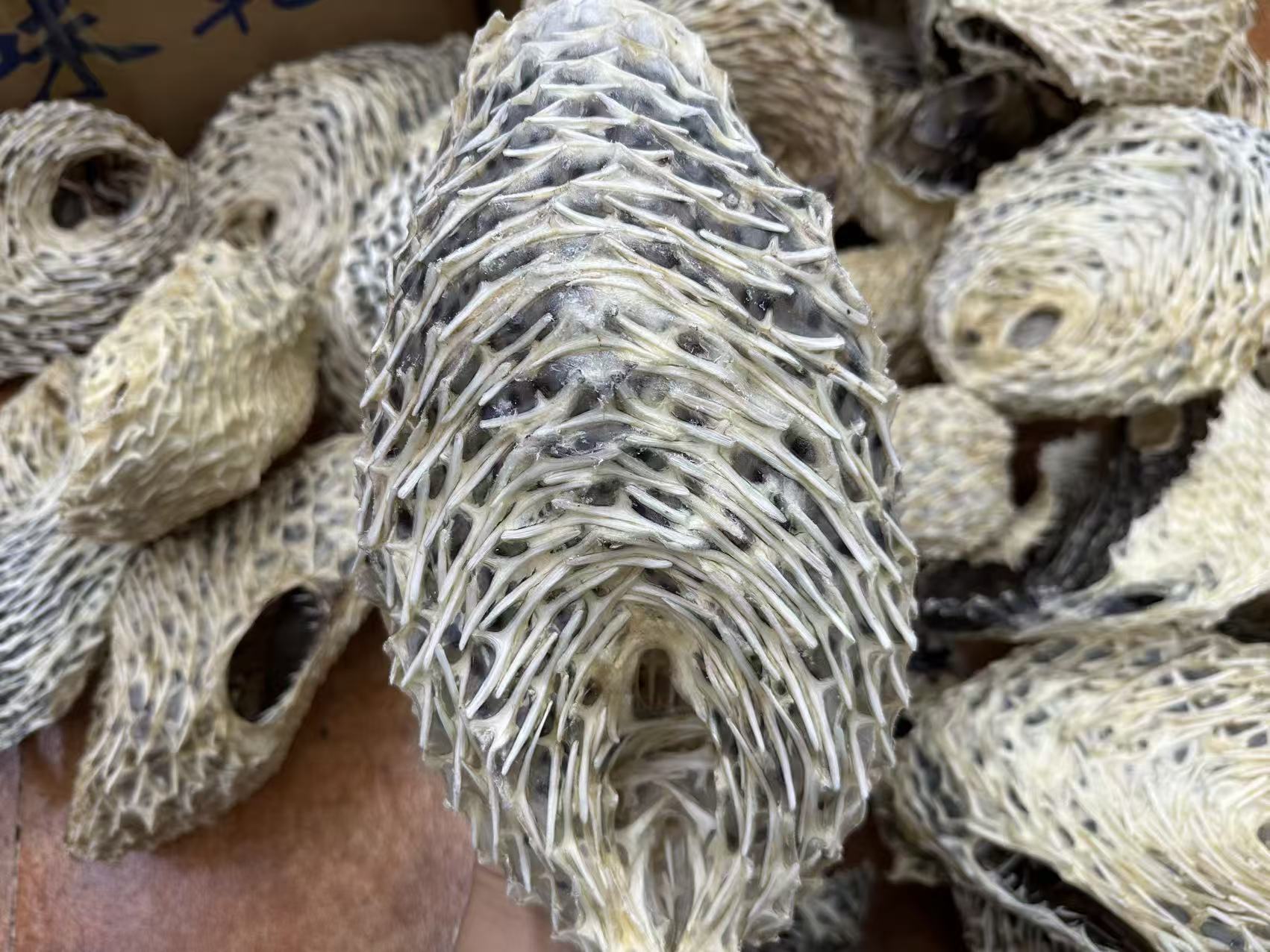 渔民海捕刺龟皮大规格500g