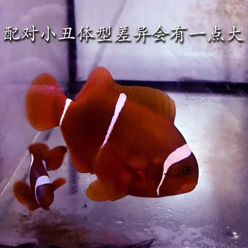 海水观赏鱼野生透红小丑鱼手捕渔场精检疫养定顺丰发货包邮包损