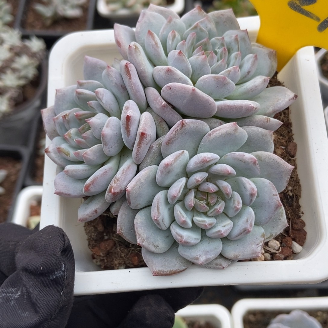 721玉芙蓉多肉植物保护