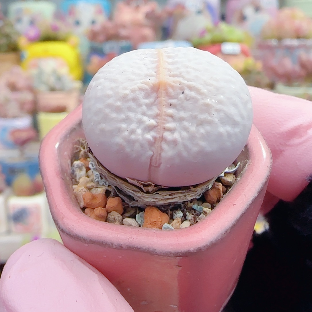 L 圆滚滚高尔夫 带盆