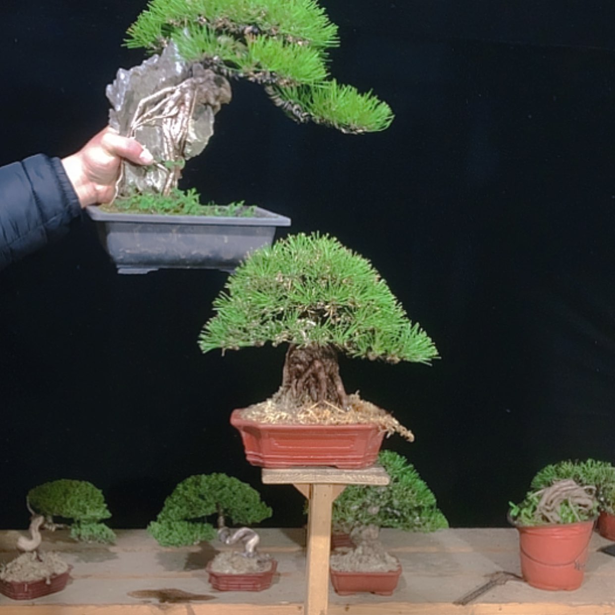 【闪购商品】无花朵忠*