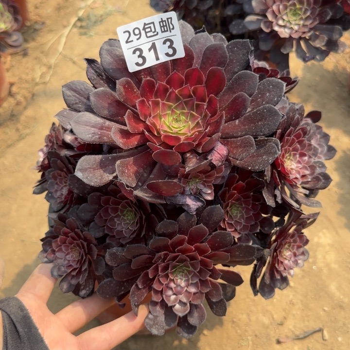 黑痛中班……多肉植物……