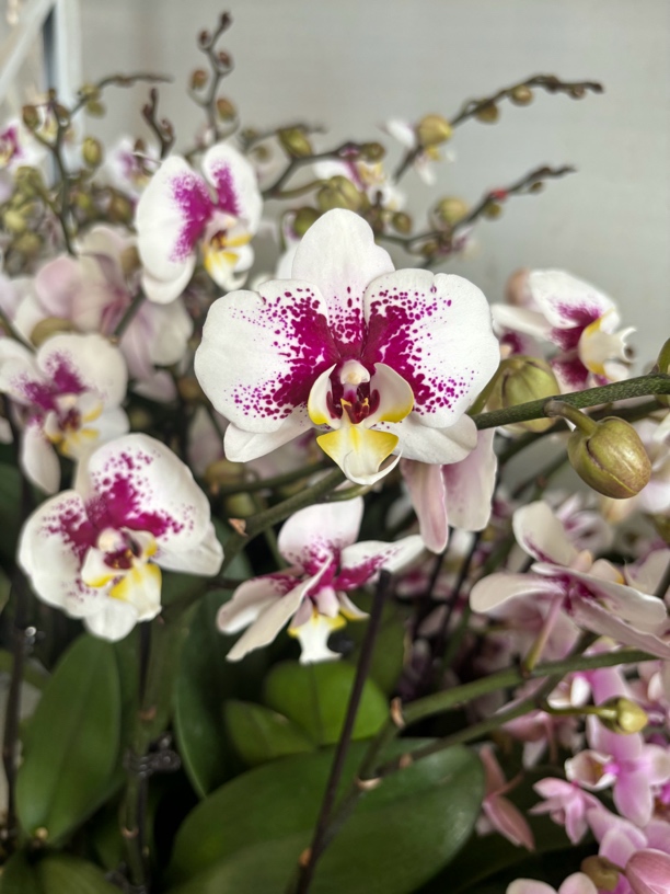 蝴蝶兰———(浪漫)开花发货当苗卖