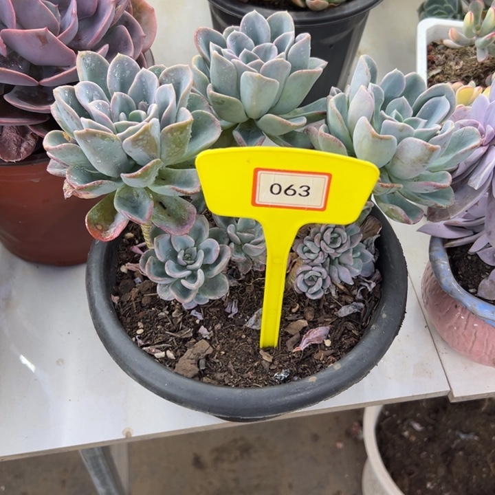 用****8美考多肉植物063