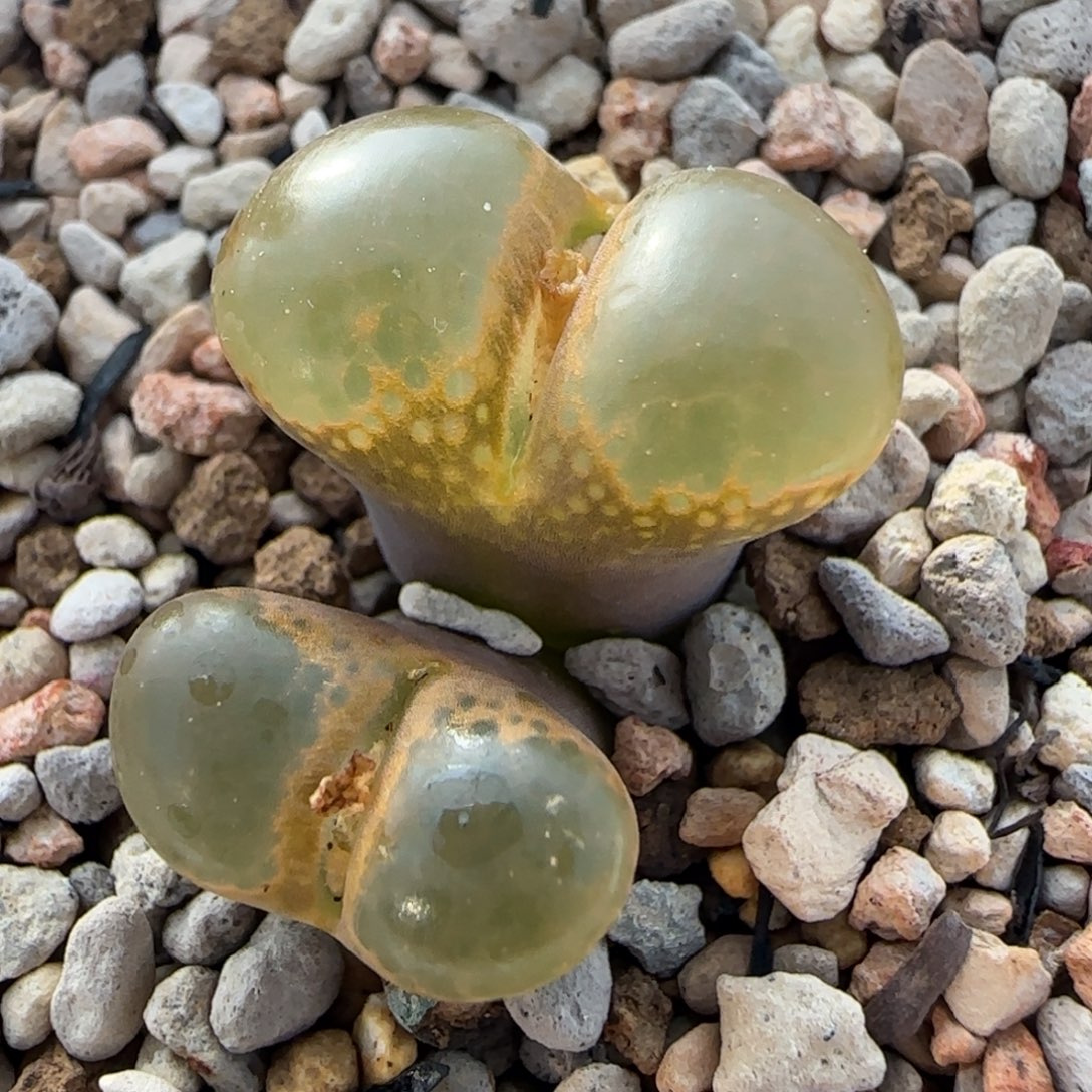 多肉植物黑眼豆豆母本33号