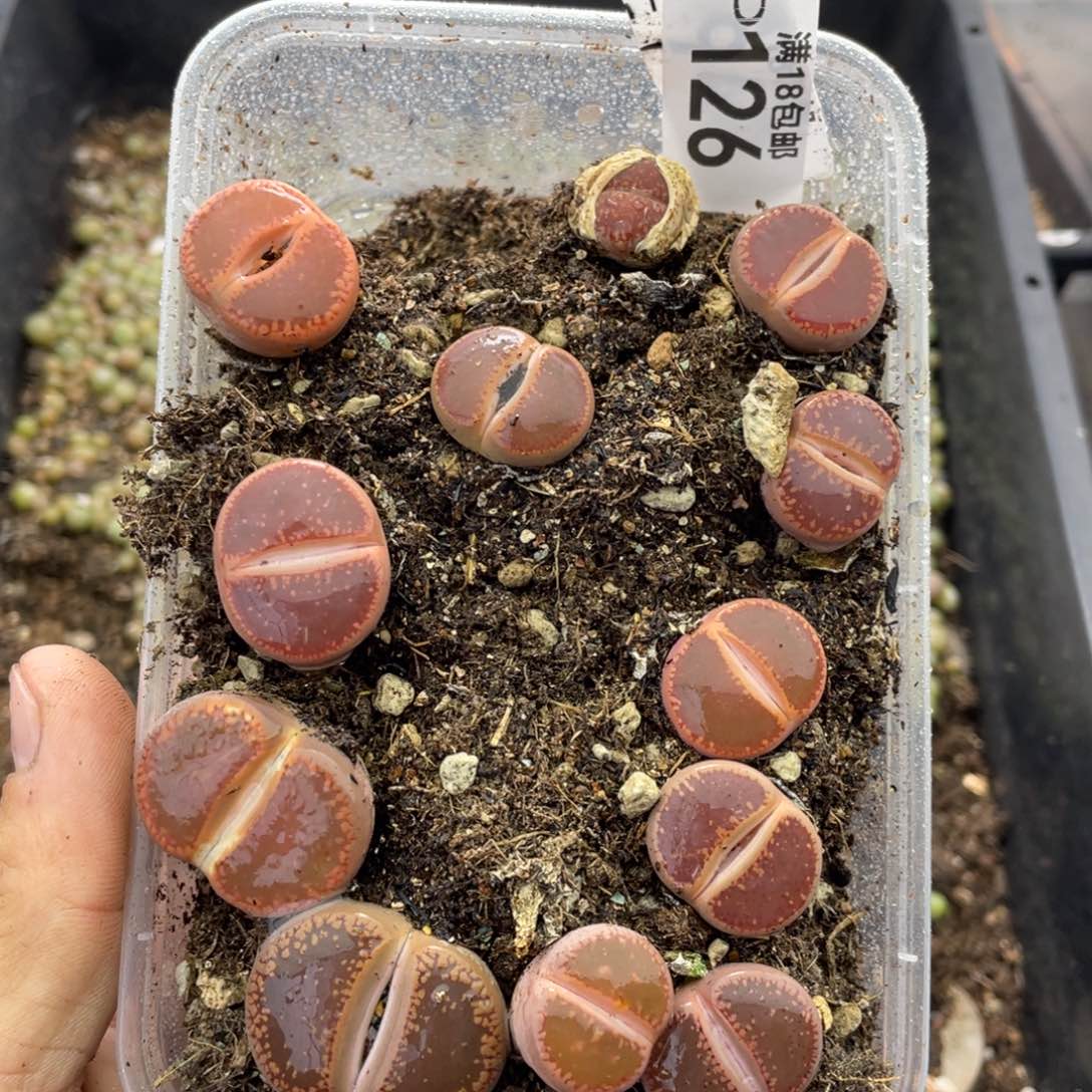 红陶0000000000000126