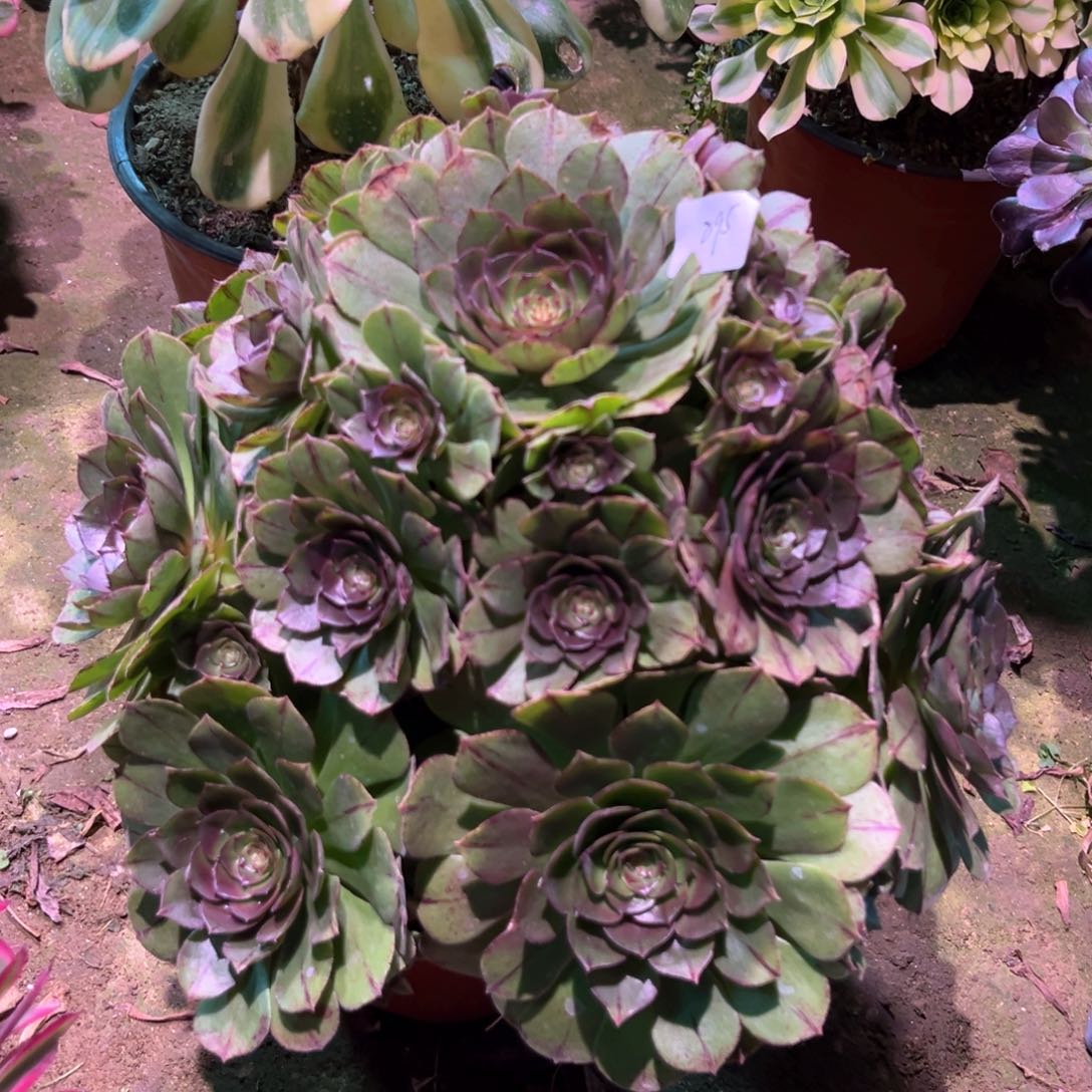 多肉植物万拉丝895