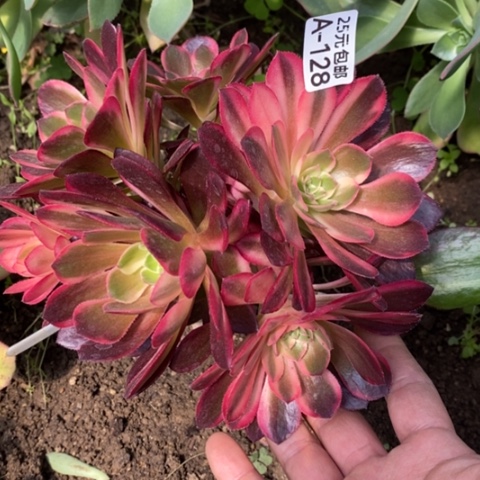 128嫁接黑魔锦多肉清棚福利