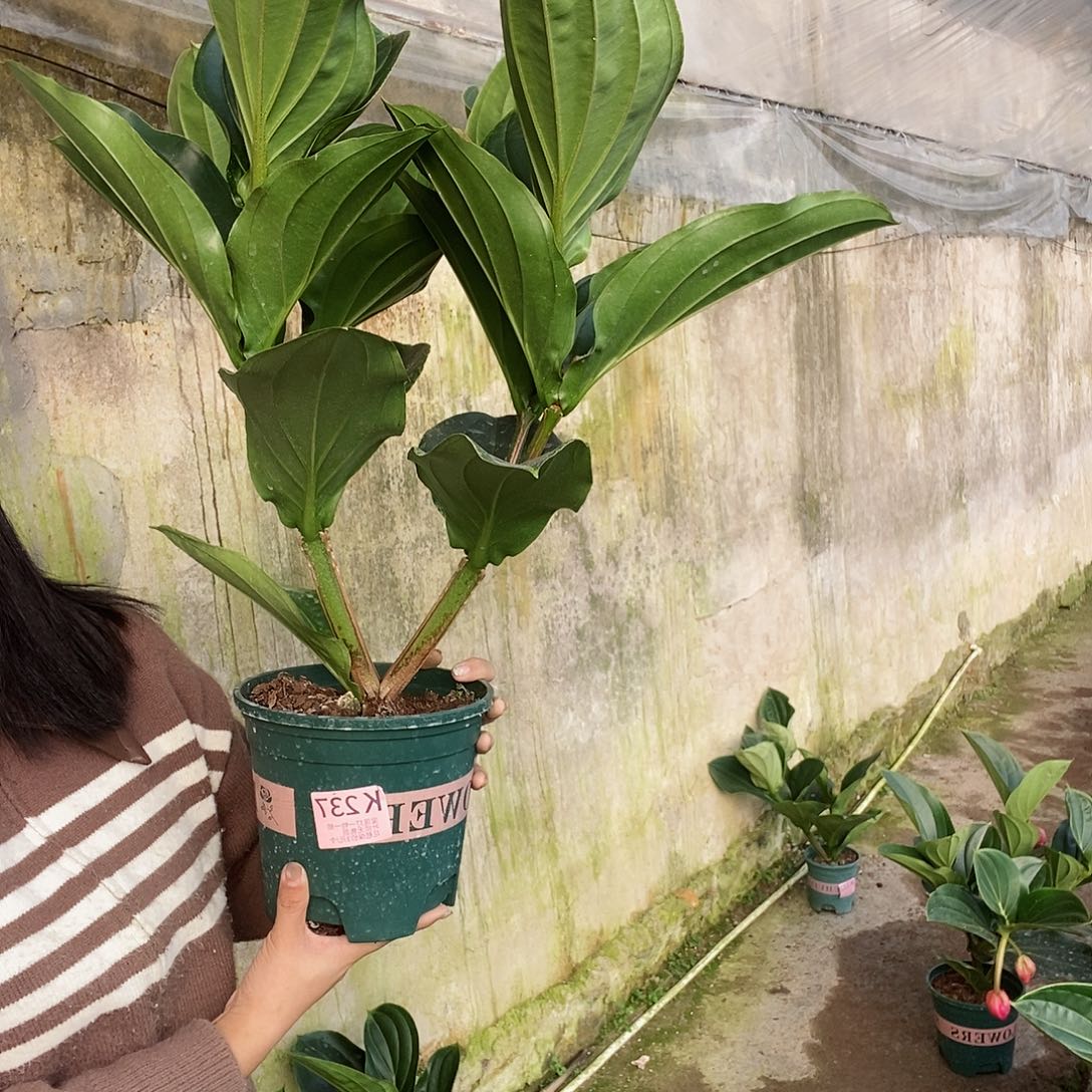 无花朵晓*木本植物237