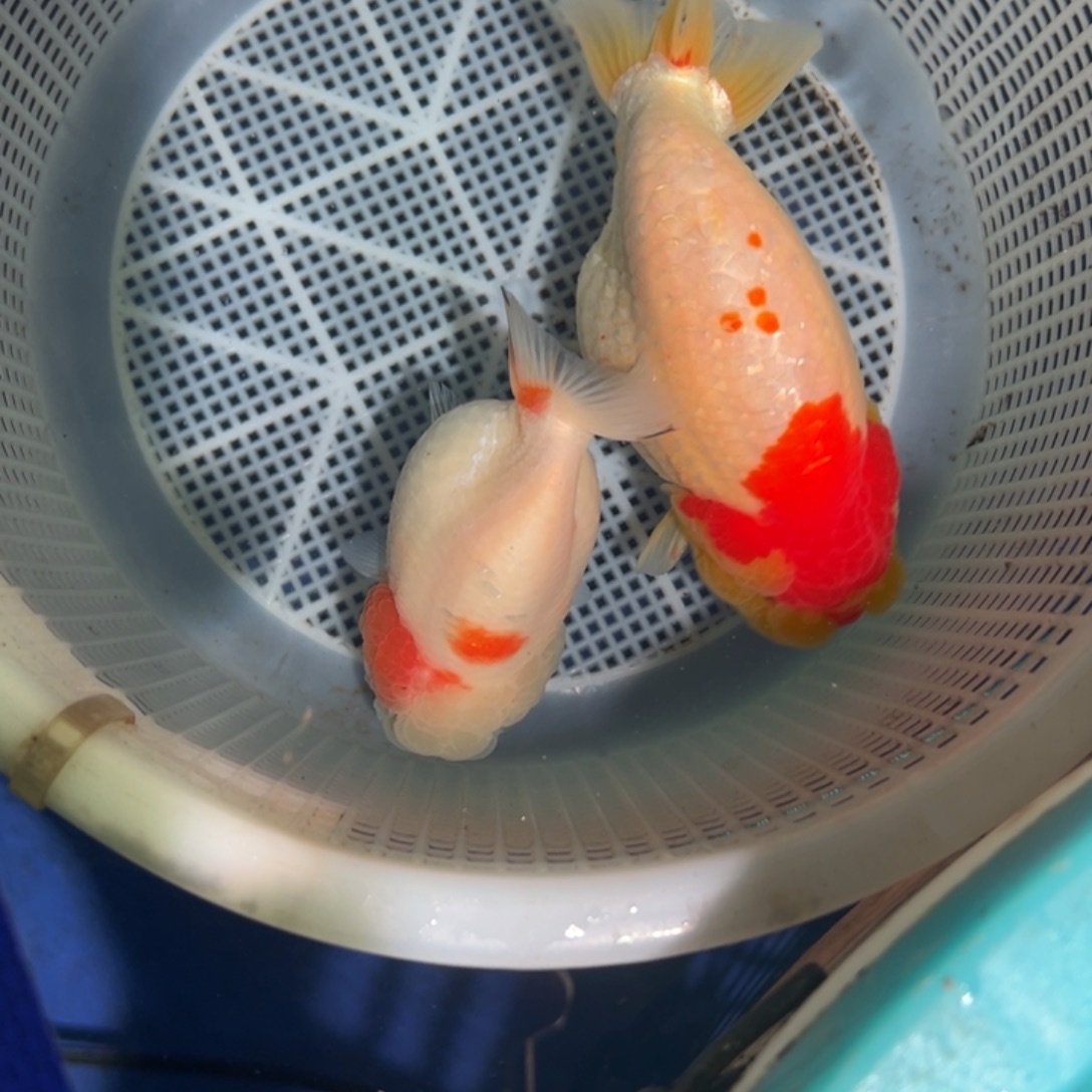 淘***豆金鱼潘氏金鱼兰寿金鱼