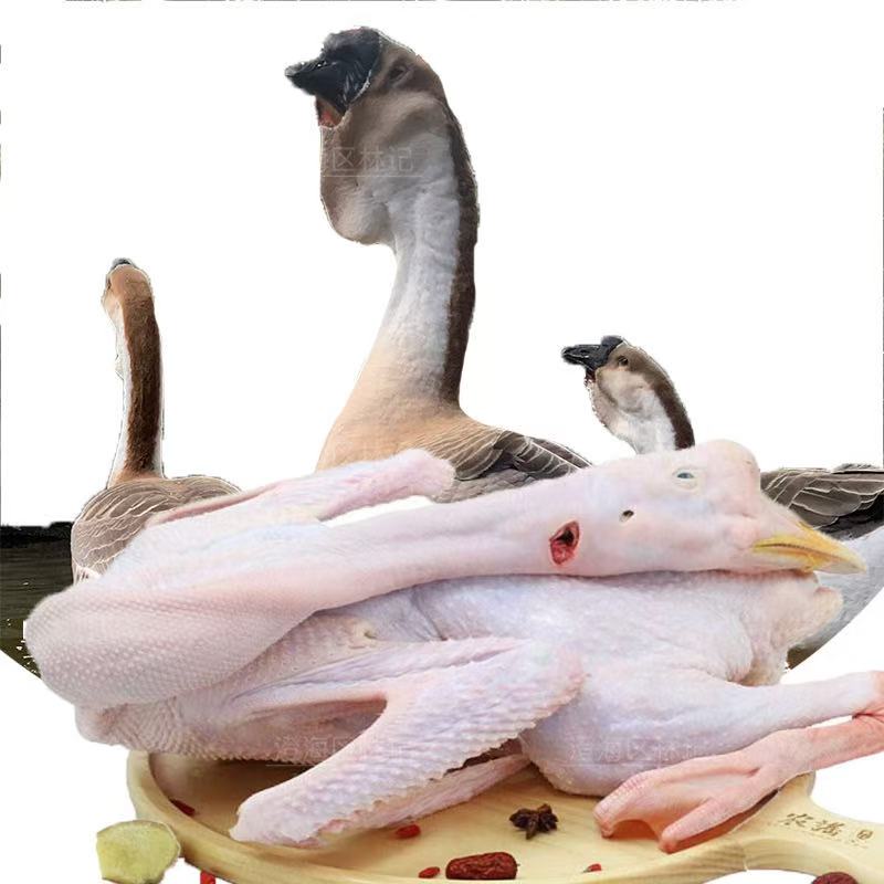 正宗澄海特大狮头鹅肉质鲜美脱温农村散养预包装食品顺丰