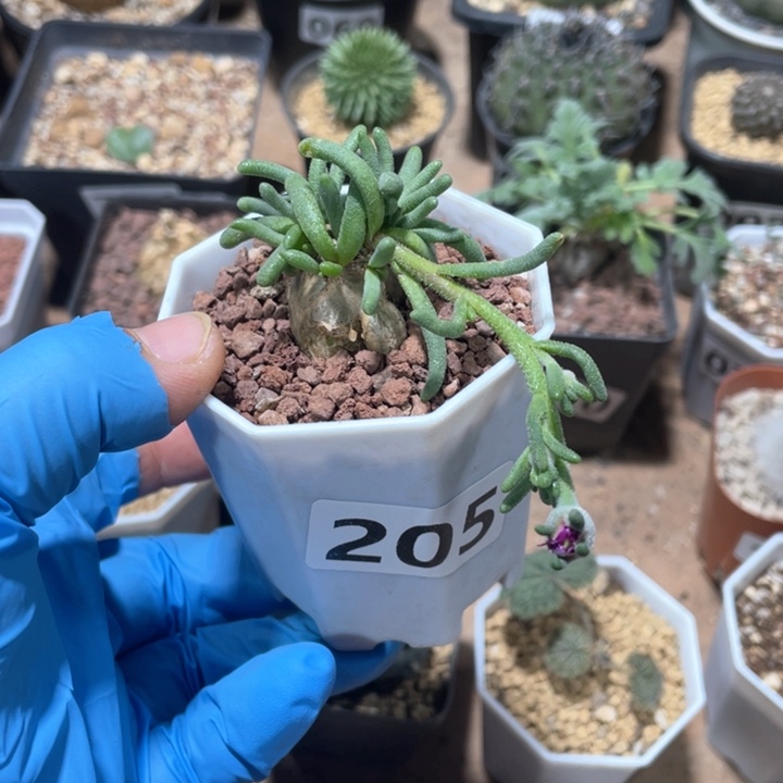 205淡青霜块根植物