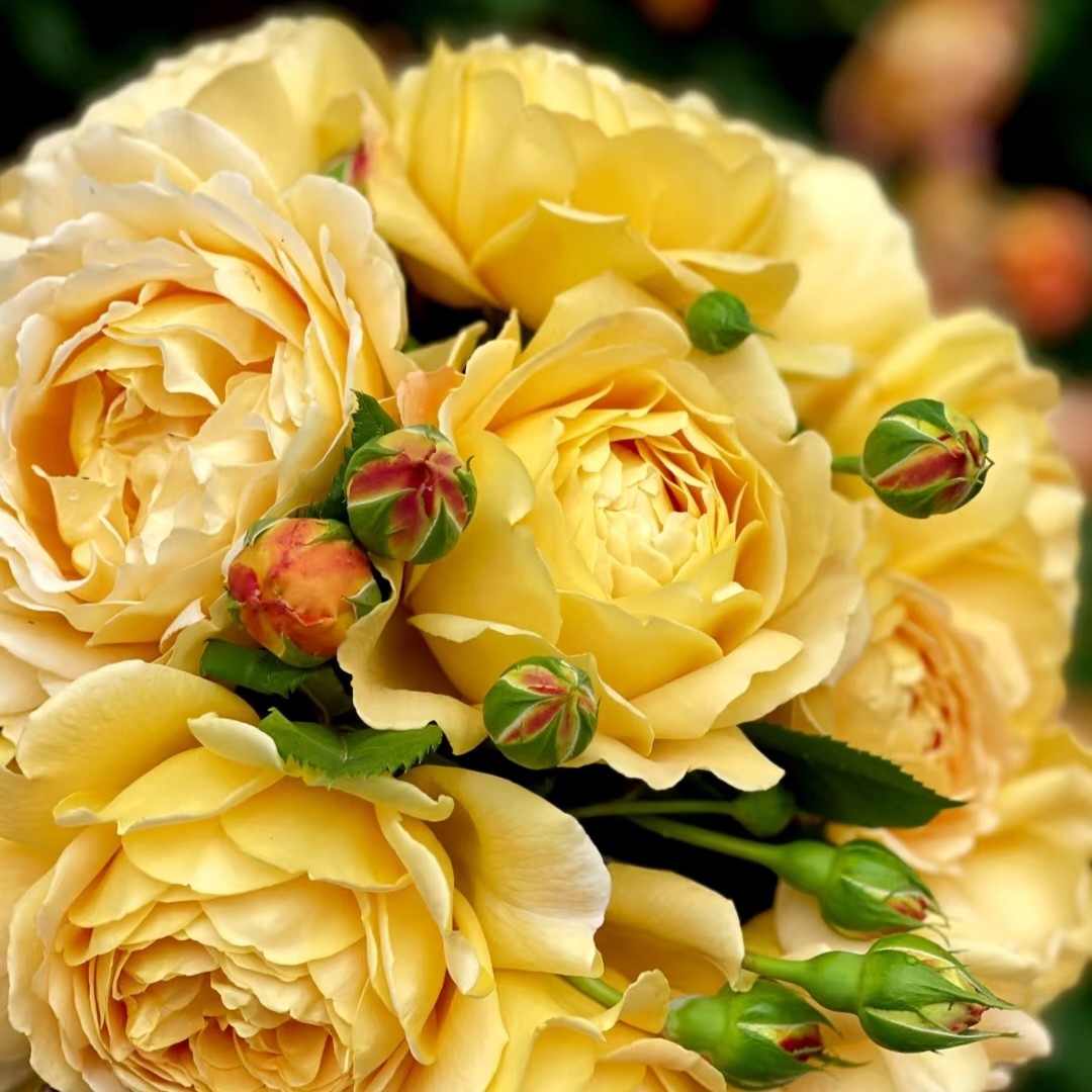 黄金庆典 四季浓香勤花 爬藤月季蔷薇花苗