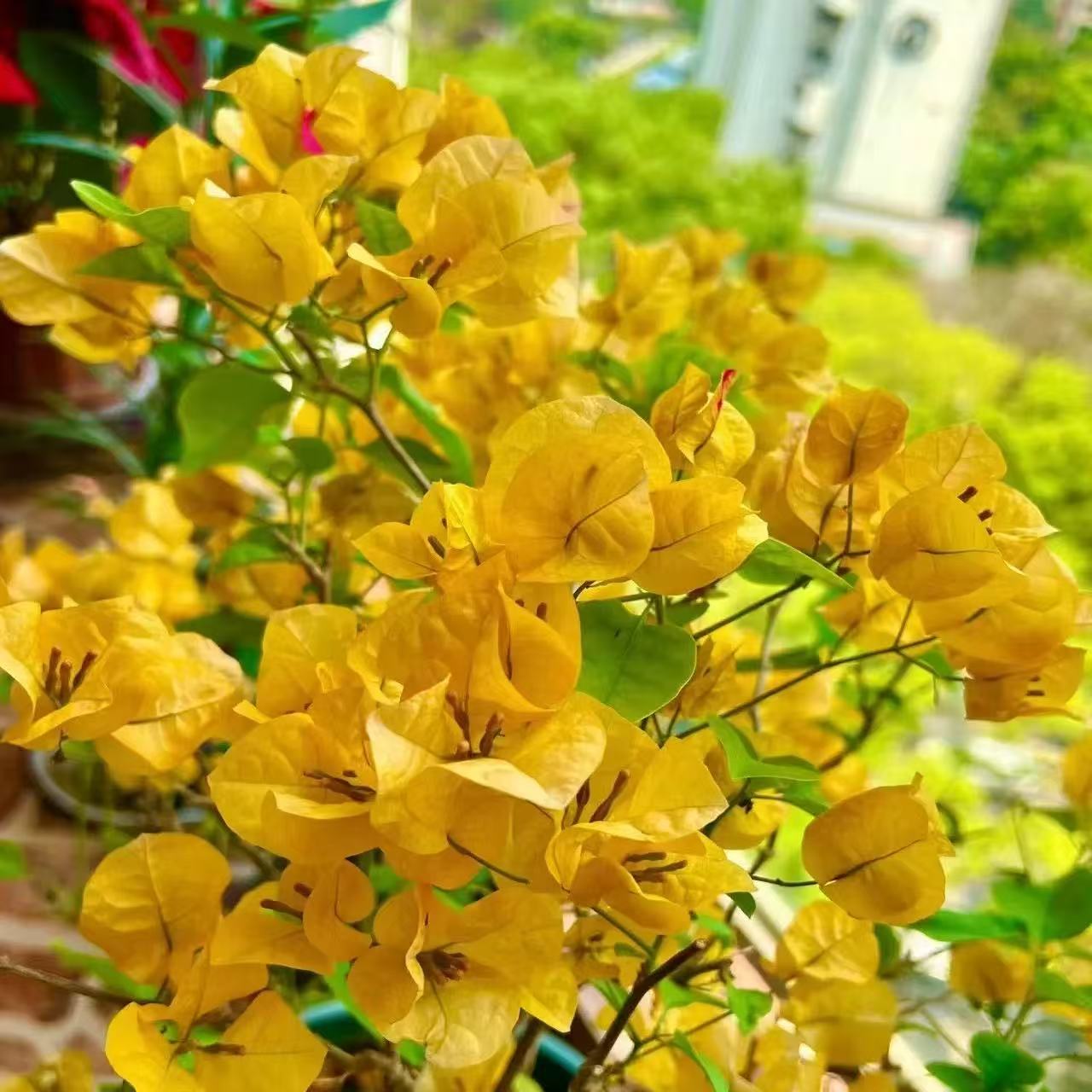【金色光辉】三角梅四季勤花丰花（收到落花掉叶，光杆属正常不售后 ）