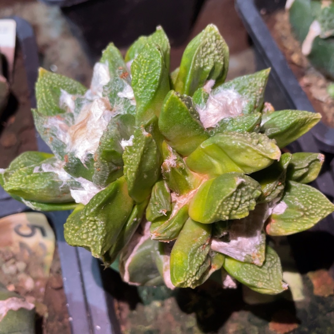 全部花朵三头连体 新顿龟甲群体