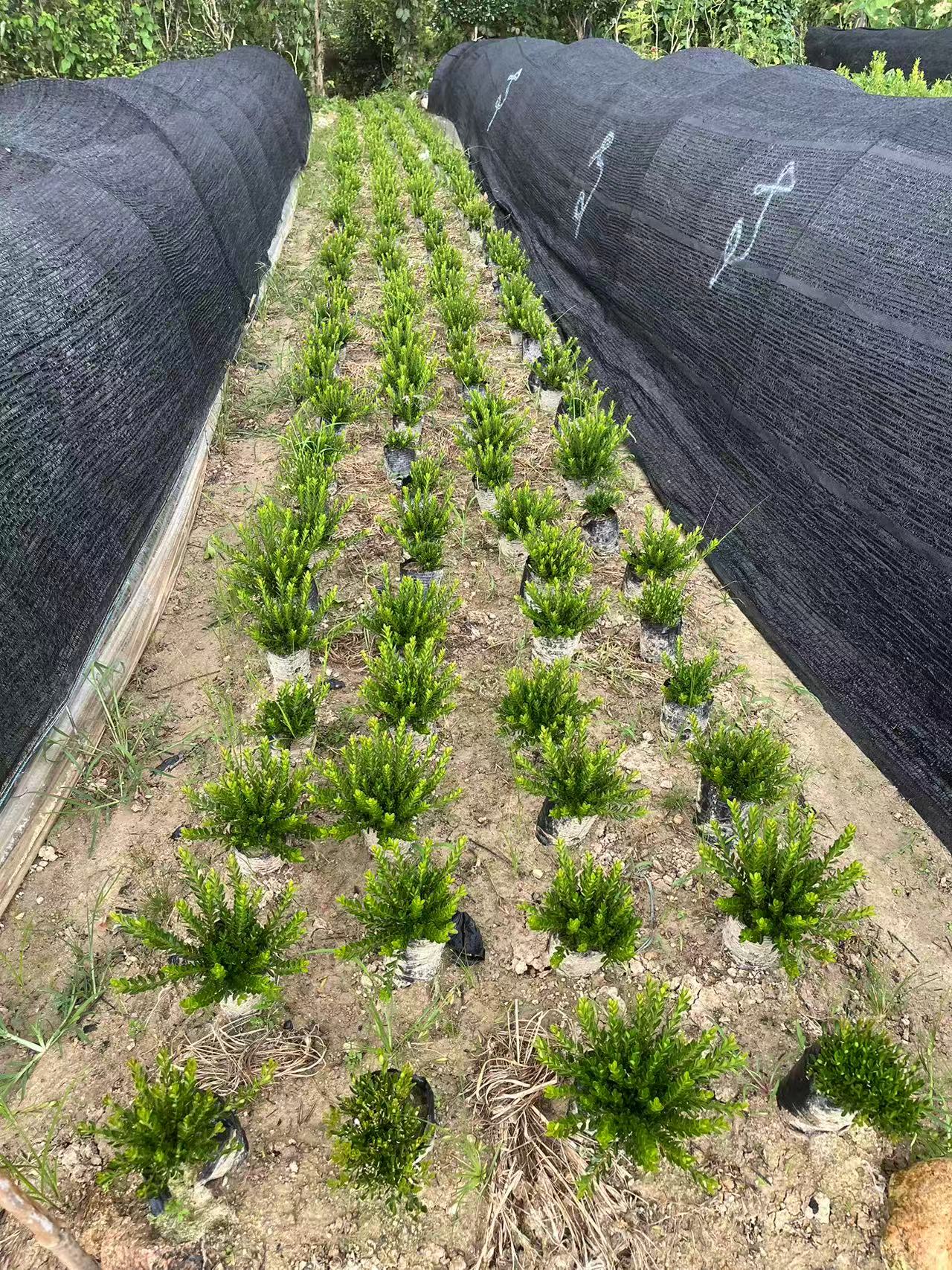 凤尾黄杨树，一物一拍