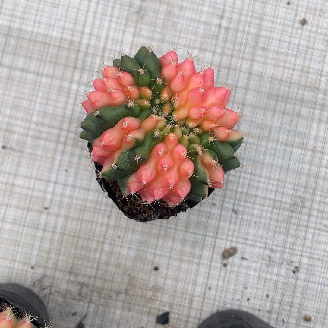 完全开放实生翠晃冠锦