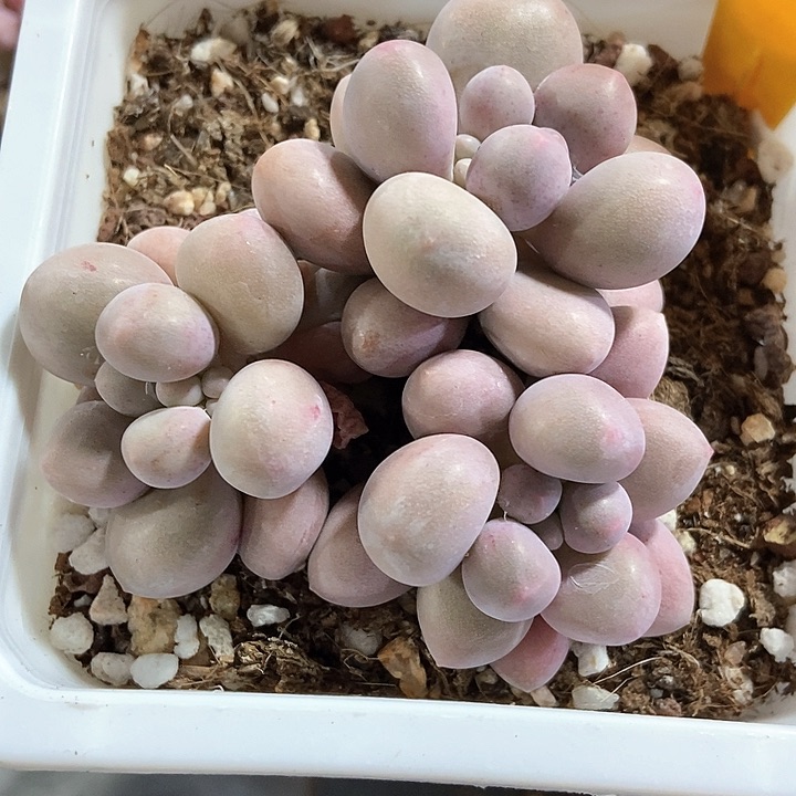 多肉植物粉色恋人2010