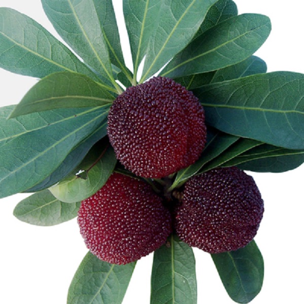 【东方明珠】盆栽容器苗背苗易管理好种植