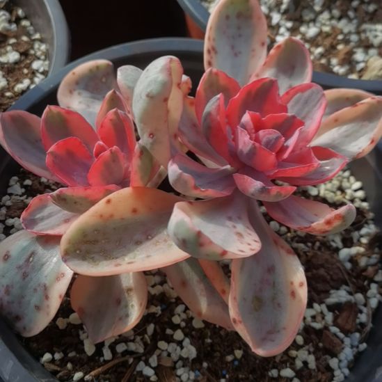 蓝玫瑰白覆轮锦群刚长根