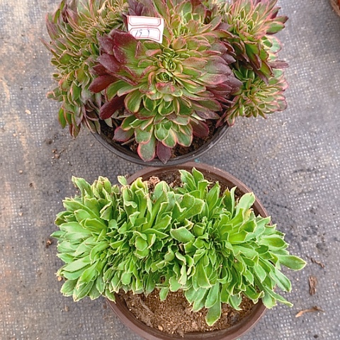199缀化2棵多肉植物