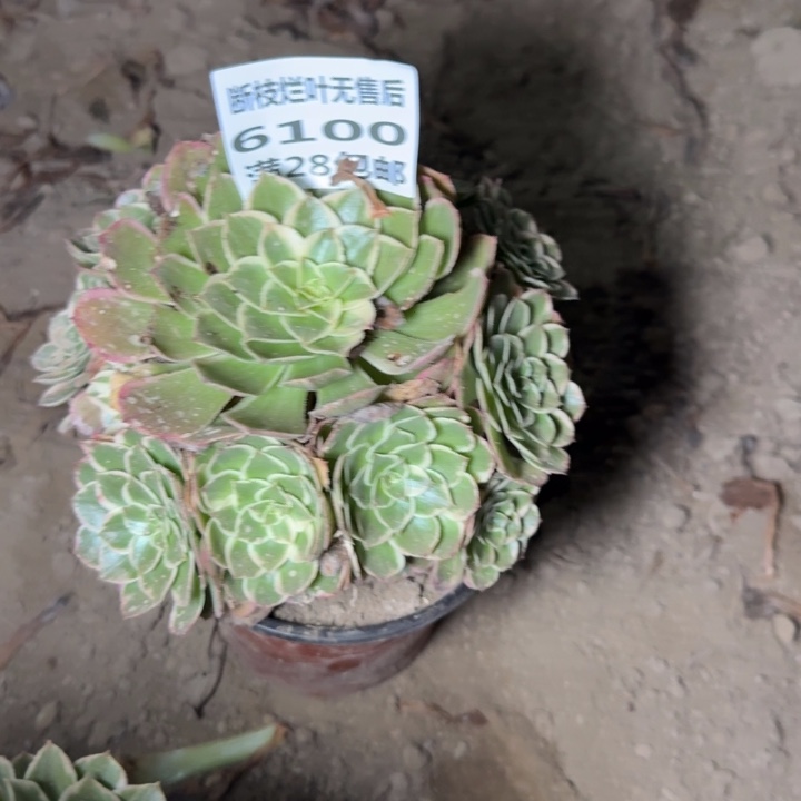 小***活6100二号棚粉花妖O