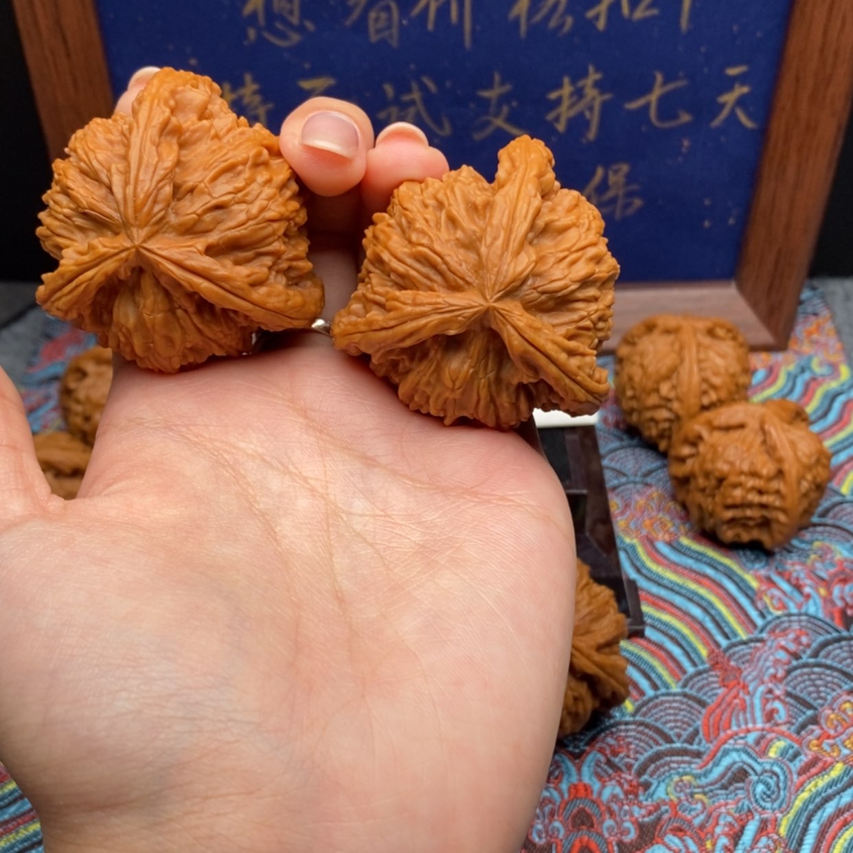 【闪购商品】月*白狮